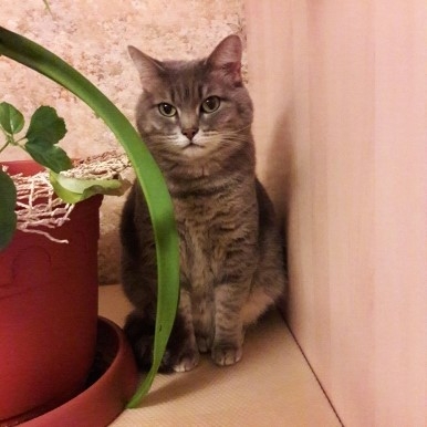 Поговорим о кошках 42