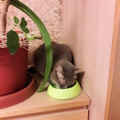 Поговорим о кошках 42