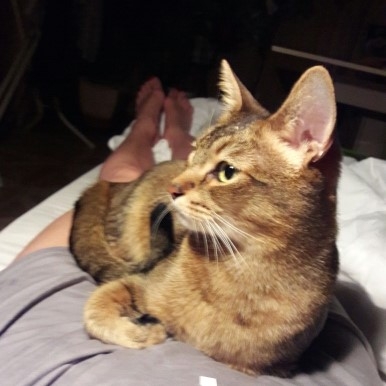 Поговорим о кошках 42