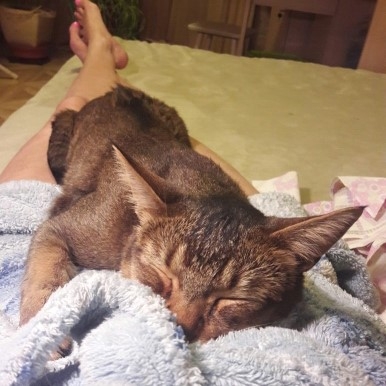 Поговорим о кошках 42