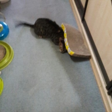 Поговорим о кошках 42