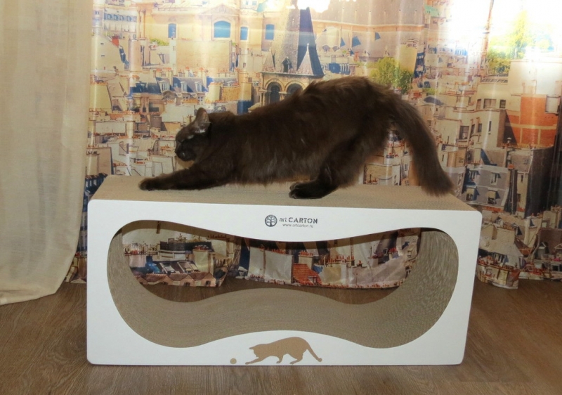 Поговорим о кошках 42