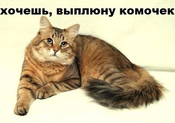 Поговорим о кошках 42