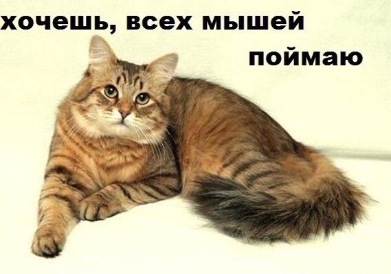 Поговорим о кошках 42