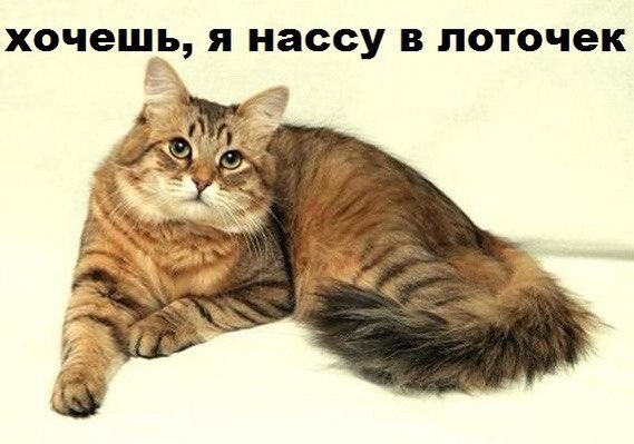 Поговорим о кошках 42