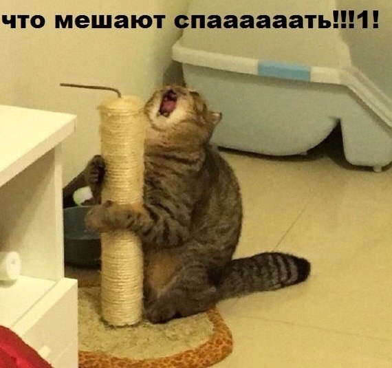 Поговорим о кошках 42