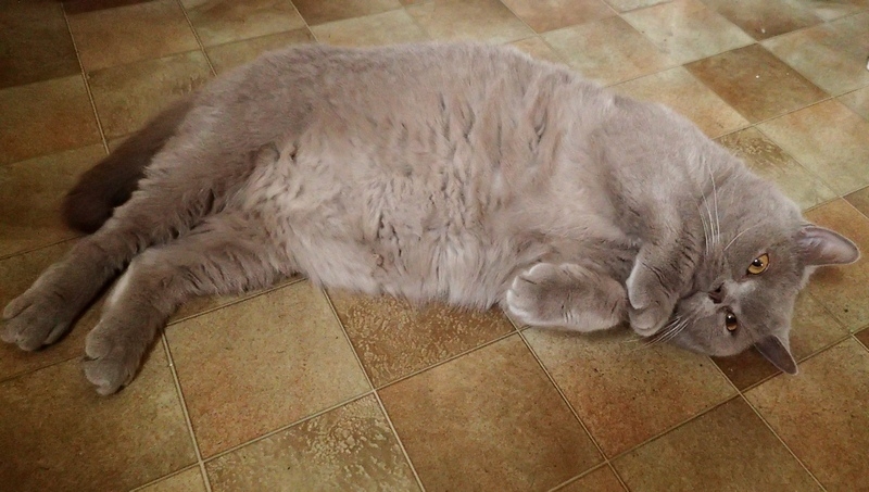 Поговорим о кошках 42