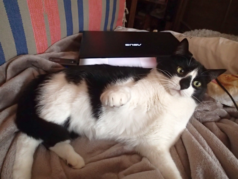 Поговорим о кошках 42