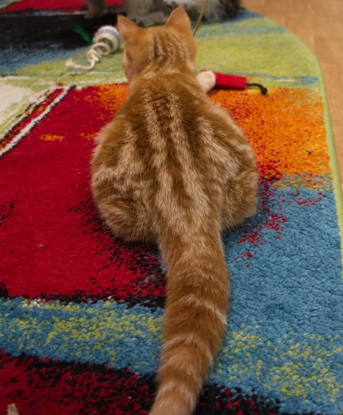 Поговорим о кошках 42