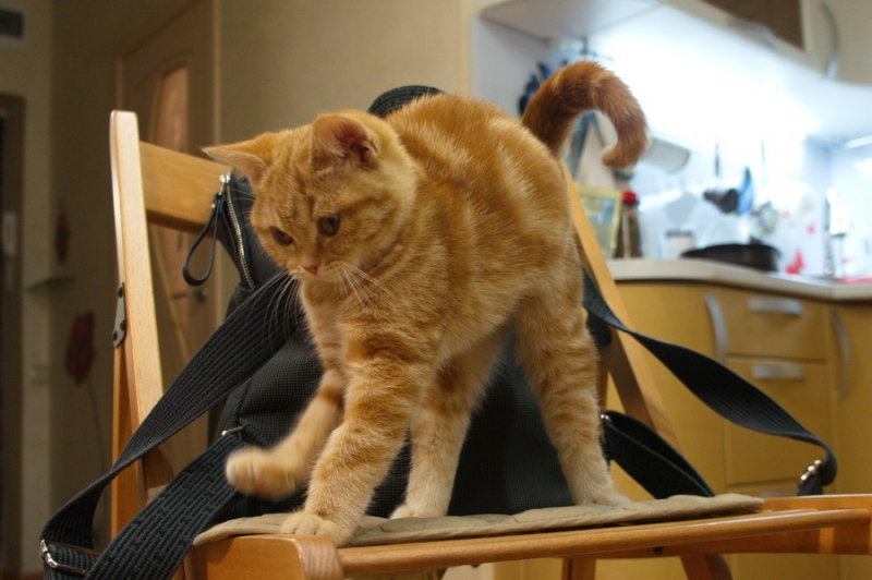 Поговорим о кошках 42