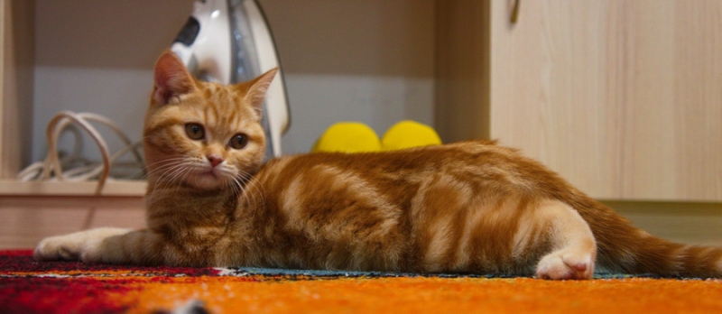 Поговорим о кошках 42