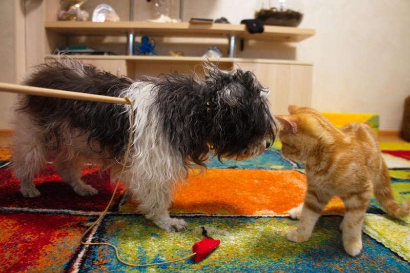 Поговорим о кошках 42