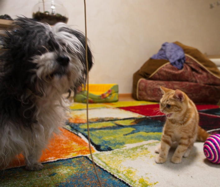 Поговорим о кошках 42