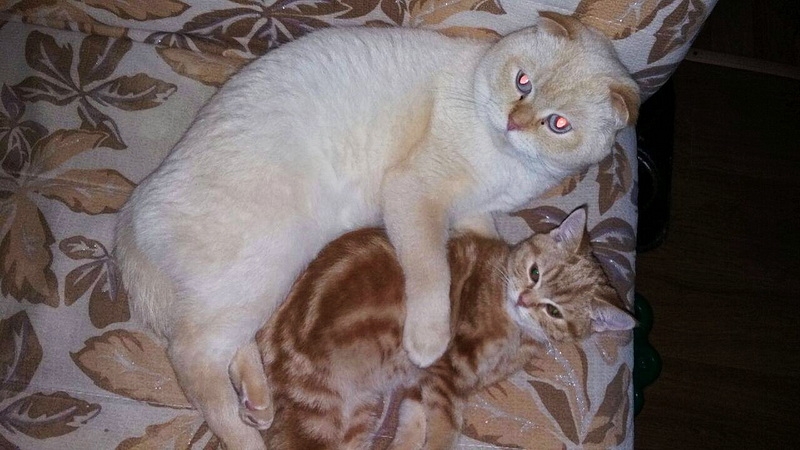 Поговорим о кошках 42