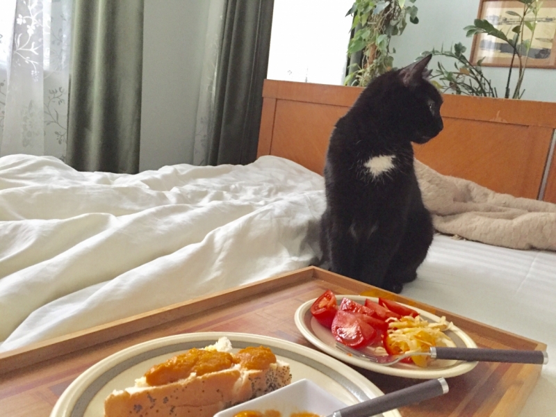 Поговорим о кошках 42