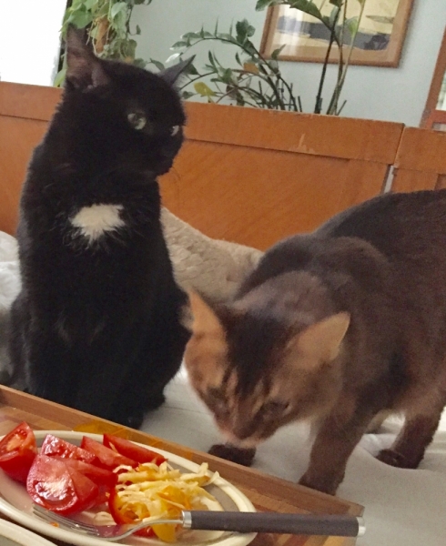 Поговорим о кошках 42