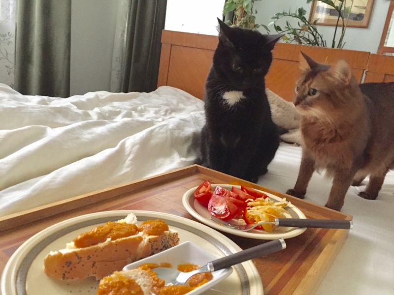 Поговорим о кошках 42