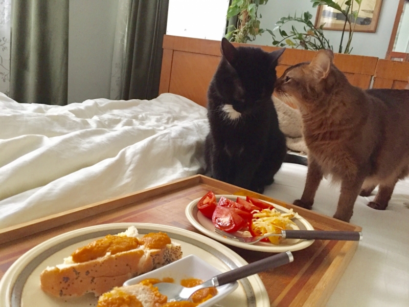 Поговорим о кошках 42