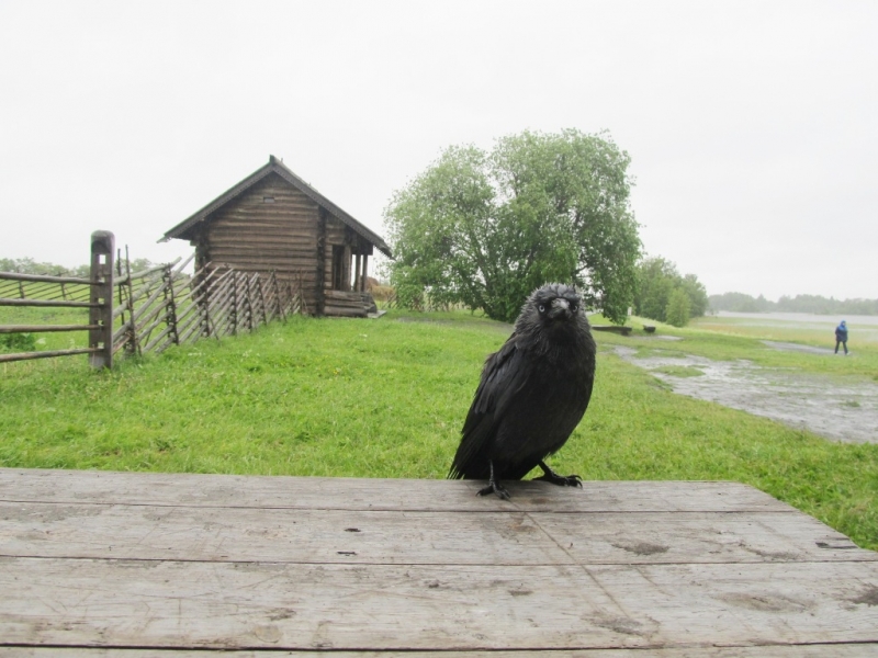 Кивач, Кижи. Июнь 2016 Кивач, Кижи. Июнь 2016