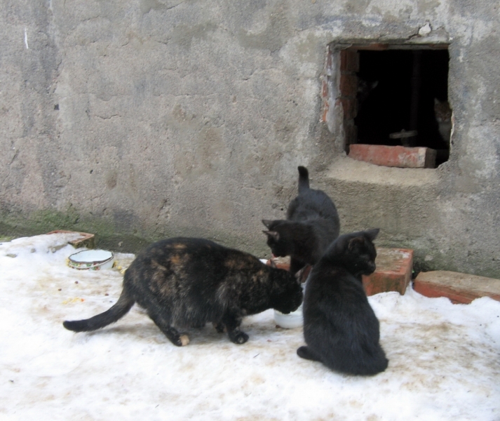 Поговорим о кошках 42