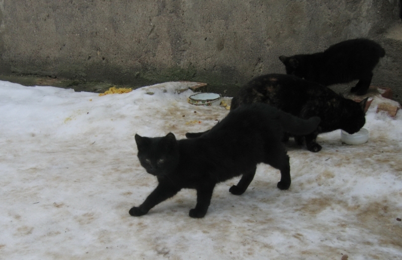 Поговорим о кошках 42