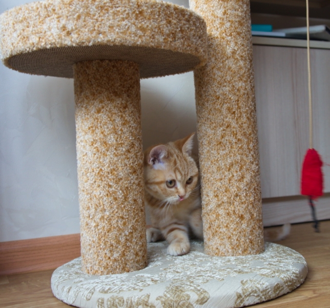 Поговорим о кошках 42