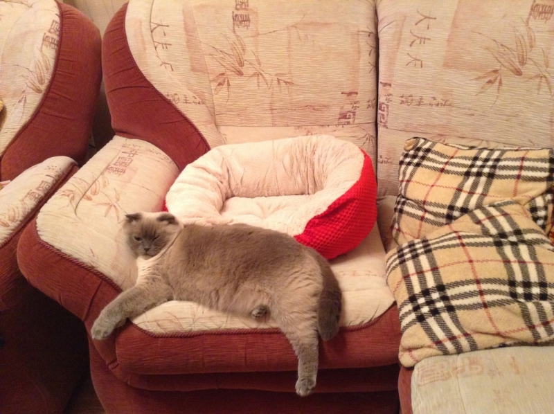 Поговорим о кошках 42