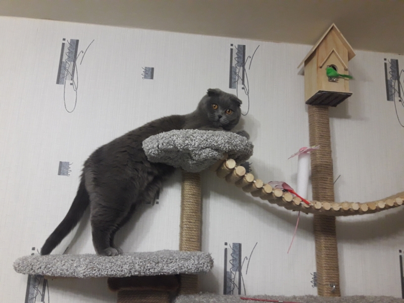 Поговорим о кошках 42