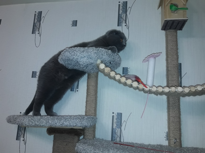 Поговорим о кошках 42