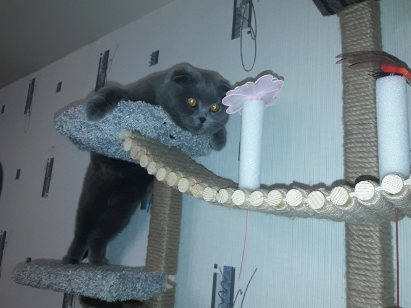 Поговорим о кошках 42