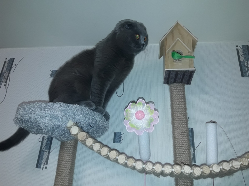 Поговорим о кошках 42