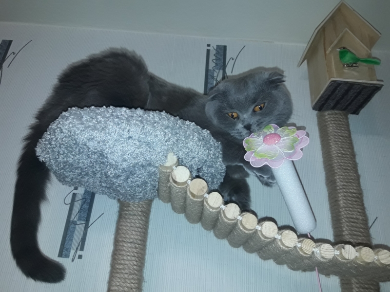 Поговорим о кошках 42