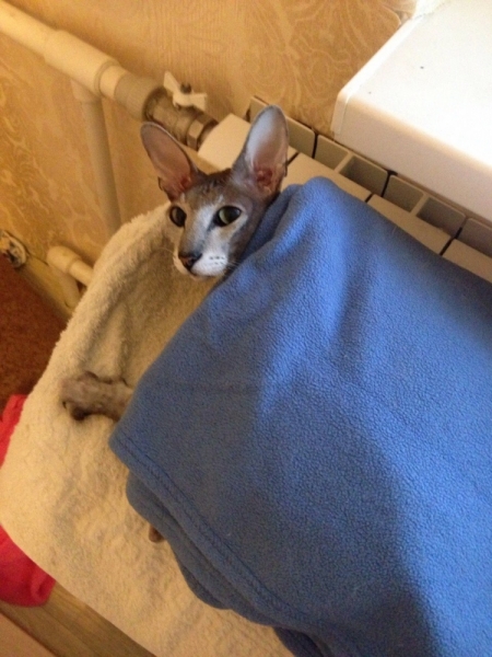 Поговорим о кошках 42