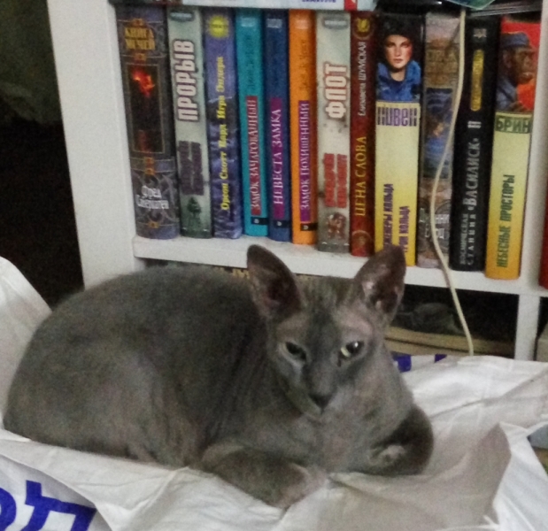 Поговорим о кошках 42