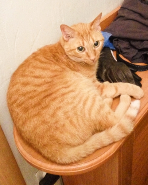 Поговорим о кошках 42