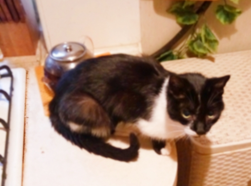 Поговорим о кошках 42