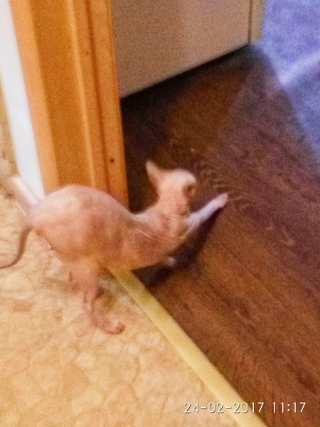 Поговорим о кошках 42