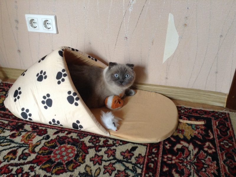 Поговорим о кошках 42