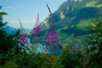 Путешествие "Швейцария-Италия" в июле 2011г.