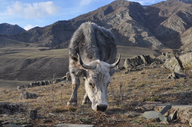 Горный Алтай