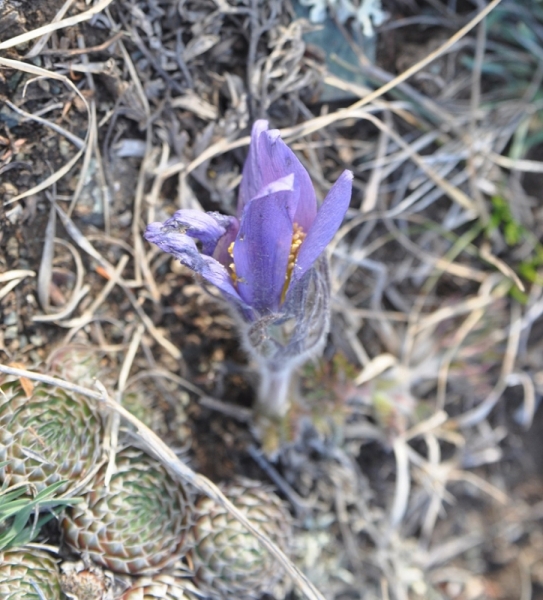 Горный Алтай