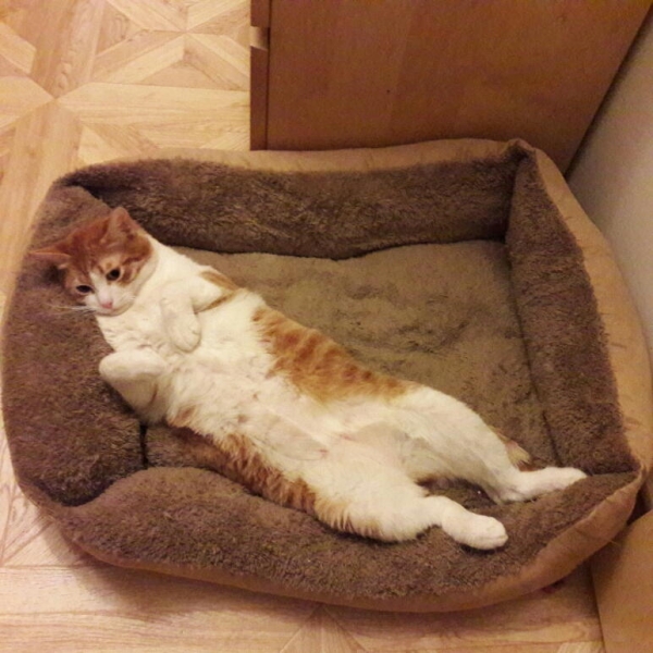 Поговорим о кошках43