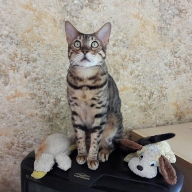 Поговорим о кошках43