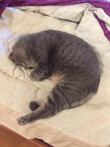 Поговорим о кошках43