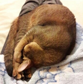 Поговорим о кошках43