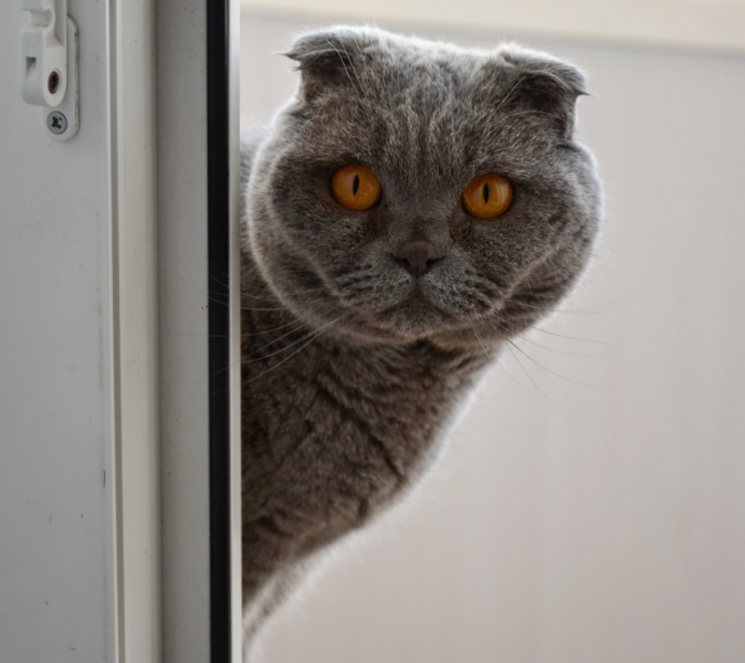 Поговорим о кошках43