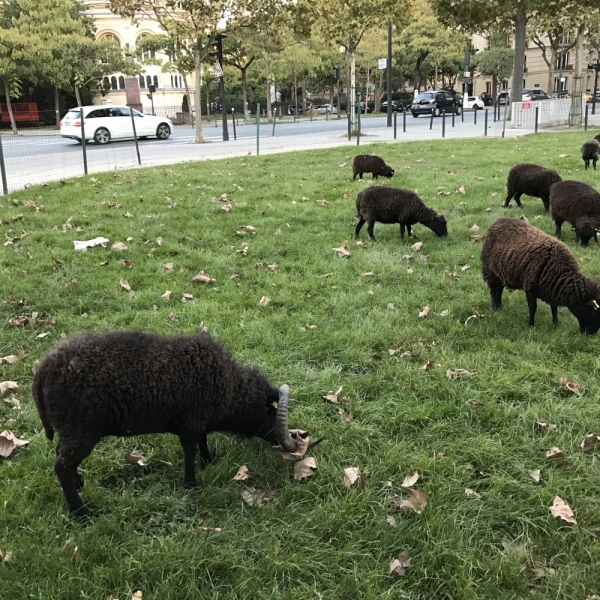 Франция. Париж и Нормандия. Октябрь 2016