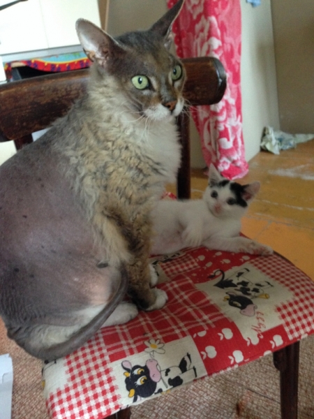 Поговорим о кошках43