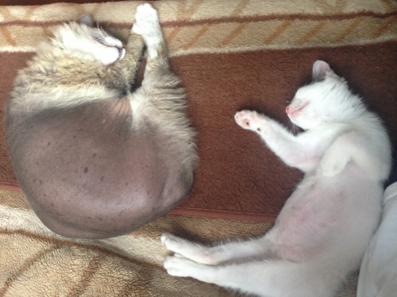 Поговорим о кошках43