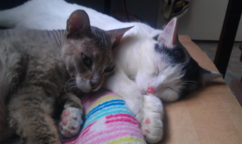 Поговорим о кошках43